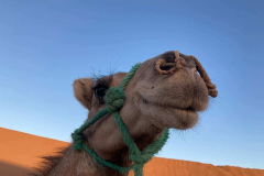 Camel