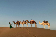 walk_with_camels